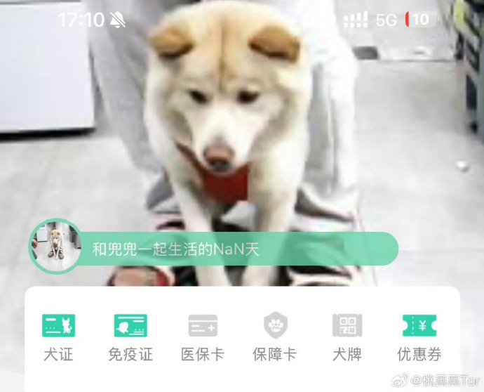 桃黑黑 狗随主人 刚拿下全国校草大赛第一的 ，晒出狗狗兜兜的新旧证件照，调侃它 