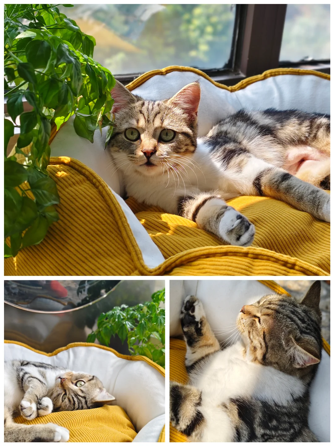 灯芯绒猫窝｜我家猫终于肯睡窝了！😭