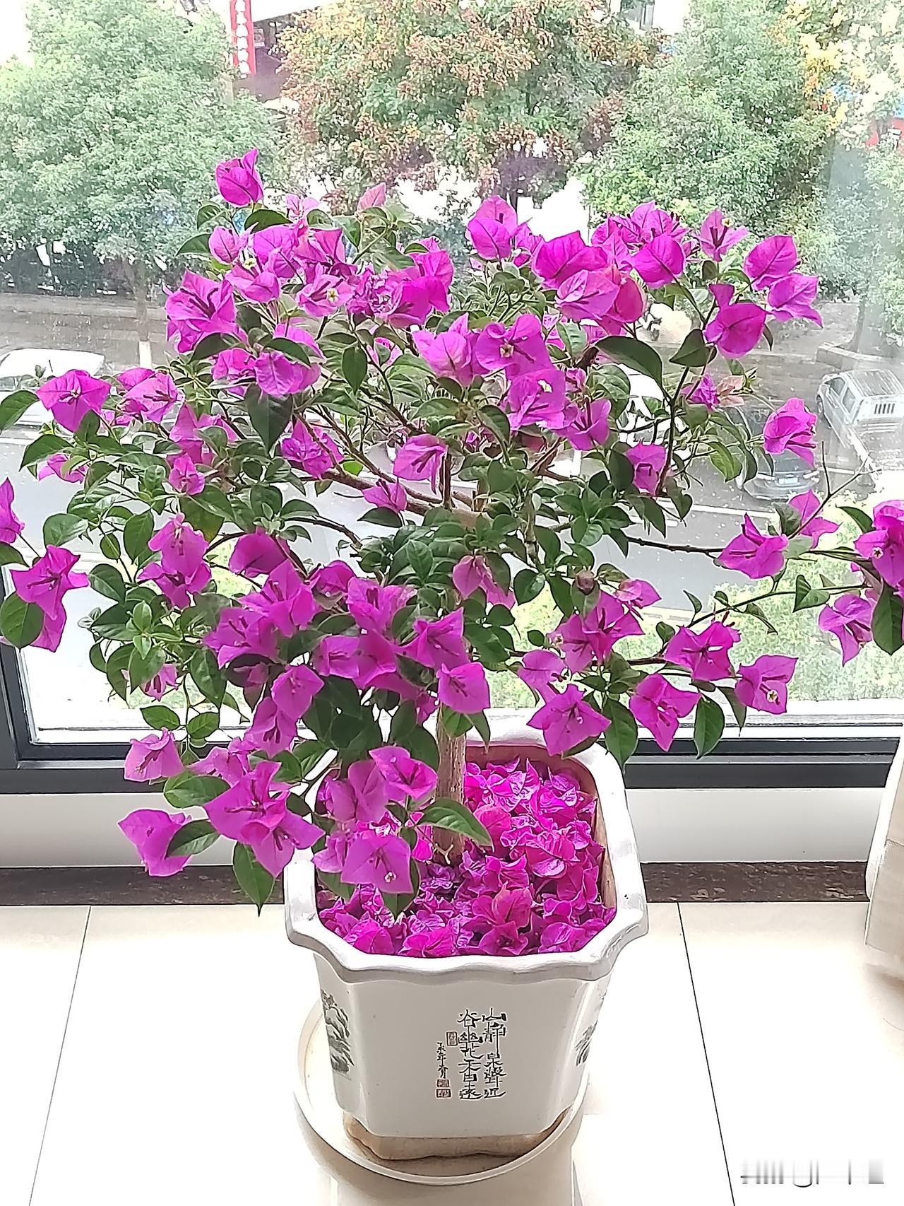 分享我这周有趣的事：我家的三角梅，百花齐放，缤纷艳丽，怀秋迎冬！