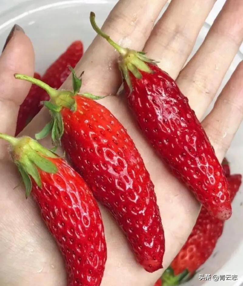 这是辣椒劈了腿，还是草莓出了轨？