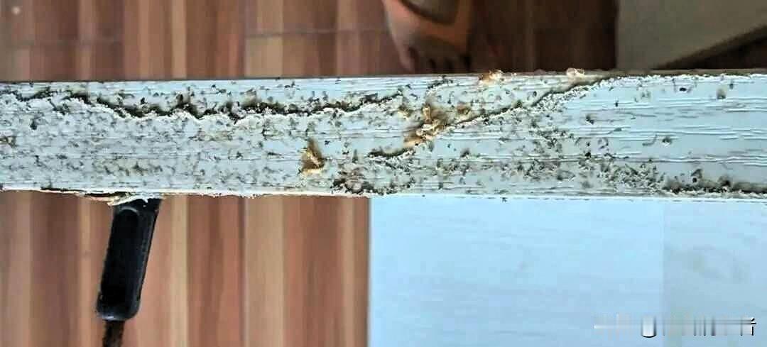 白蚁蛀空家财 物业推诿五年 判决后业主群炸锅

中山一位业主跟物业为白蚁的事较劲