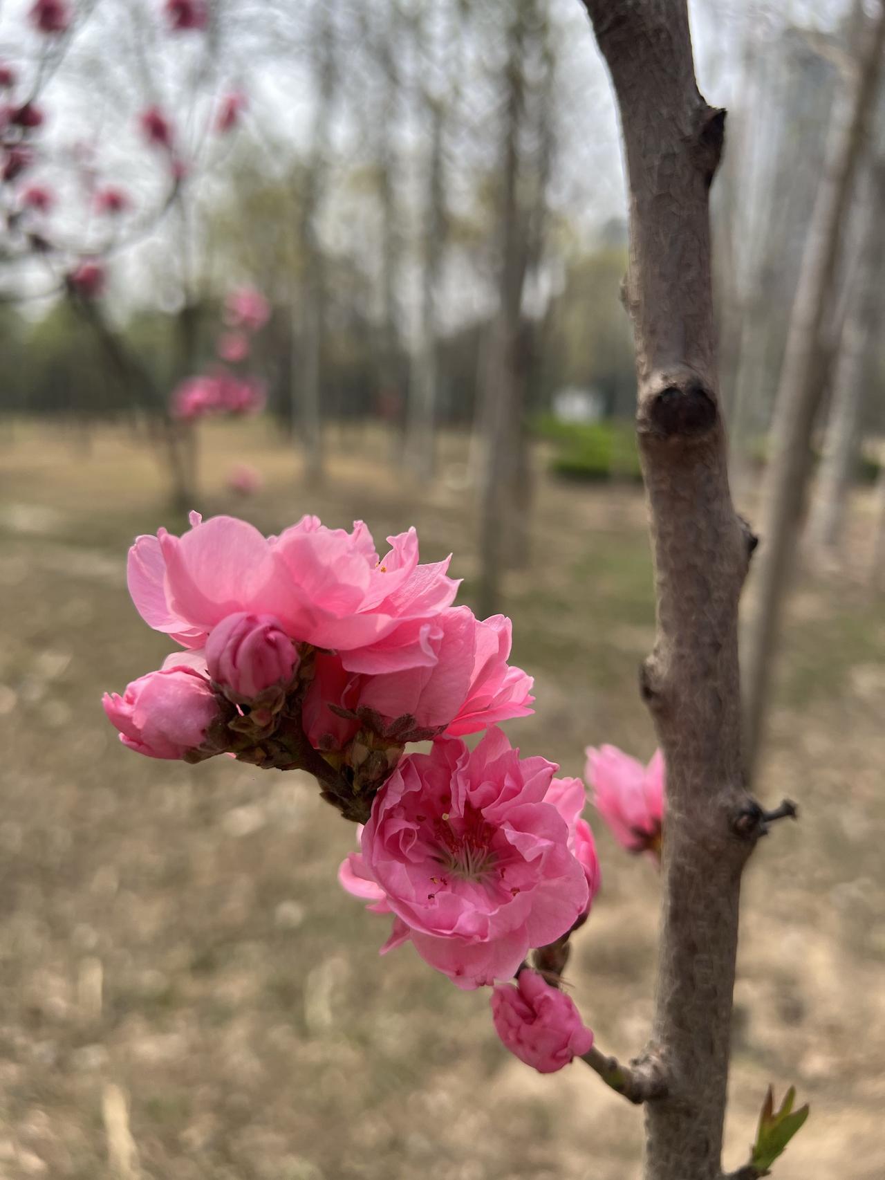 人到中年，自觉解锁喜欢花的特质，年轻的时候好玩的好看的太多了，玩都玩不过来，哪里