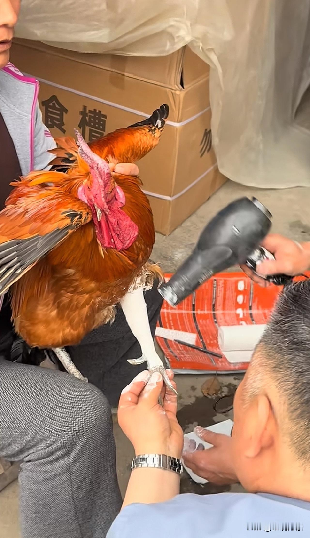 谁见过给鸡打石膏的[呲牙]俺爹把俺妈的小宝贝腿揍断了⋯.然后就发生了眼前这一幕宝