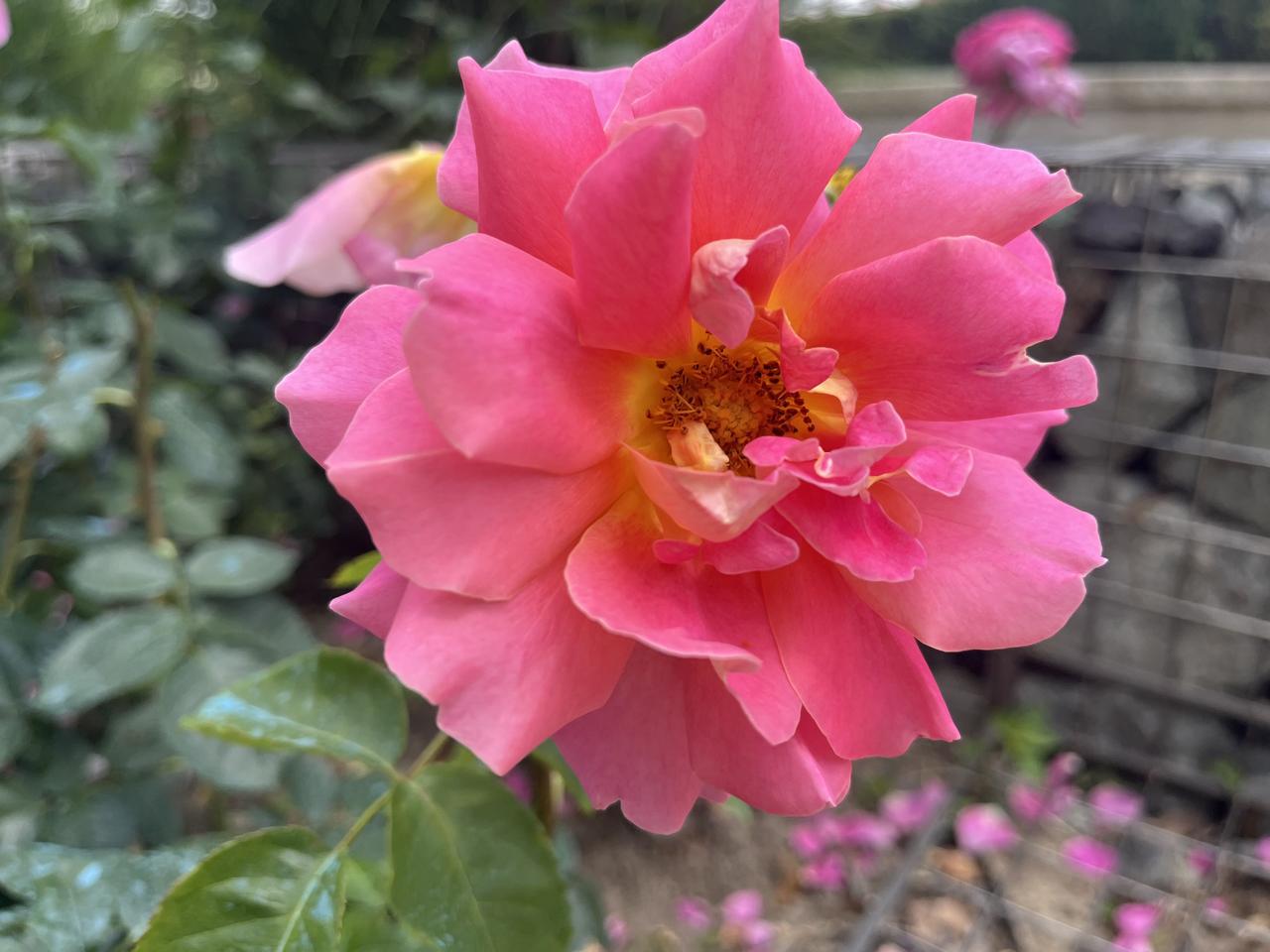生活中有很多的美好，也许你一时没能发现，但它们会在某一天某一时刻，与你撞个满怀。