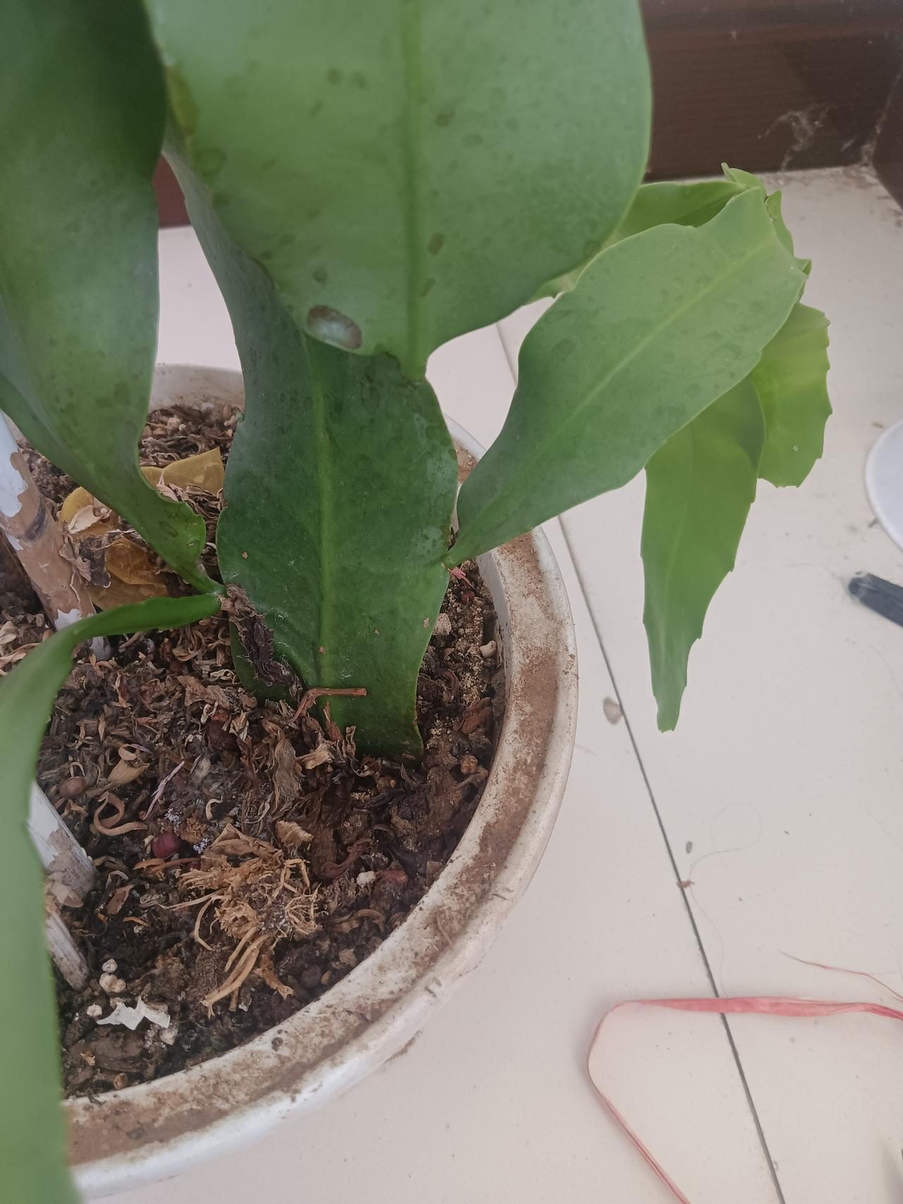 你知道昙花一般多久开花吗?家里第一次养昙花，好像已经养了一年多了，这株昙花是从一