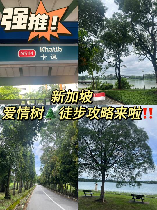新加坡周末生活|网红爱情树🌲徒步攻略来啦