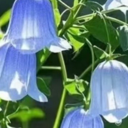 0000种植风铃草的日常种植养护秘籍寓意：风铃草象征温柔、健康、感恩、创造力。喜
