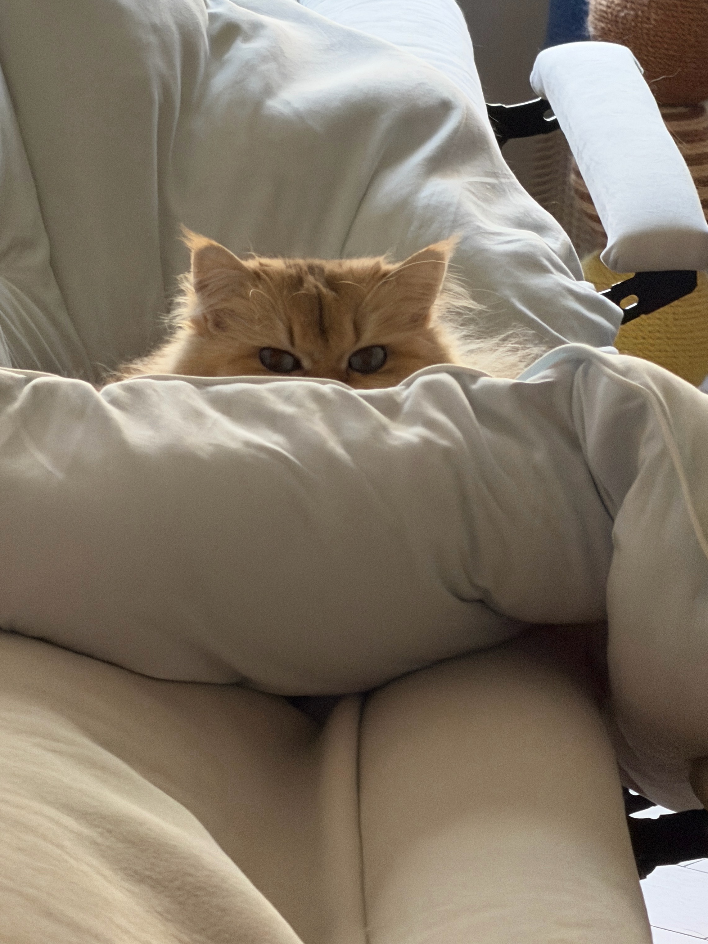 被小猫杀死的概率很小但绝不是零 