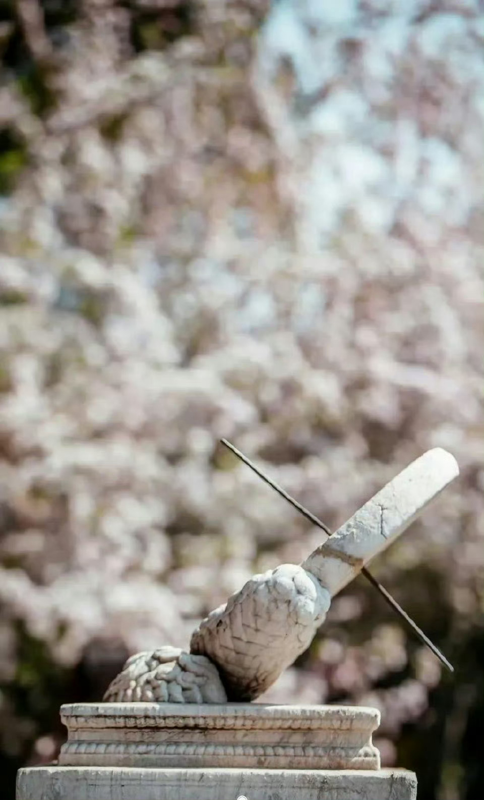 春天的故宫，当斑驳的宫殿，遇上明媚的春光，百炼钢也化为了绕指柔，美在眼前，醉在心