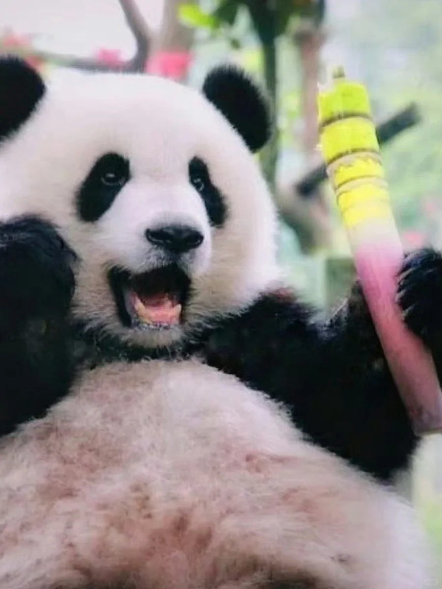 莽仔—莽妞妞，从小吃可爱多长大的