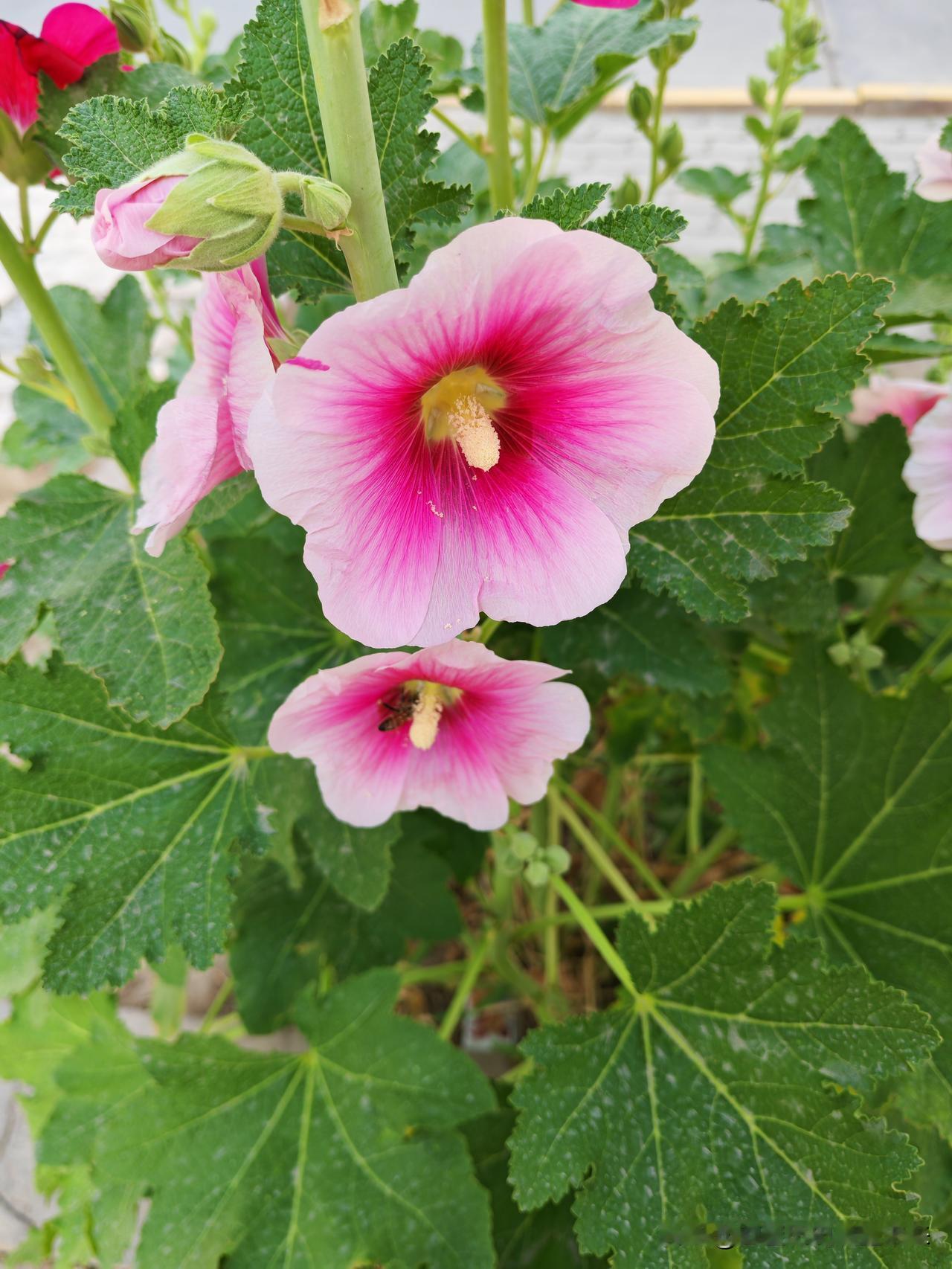 分享一张你最近拍的花