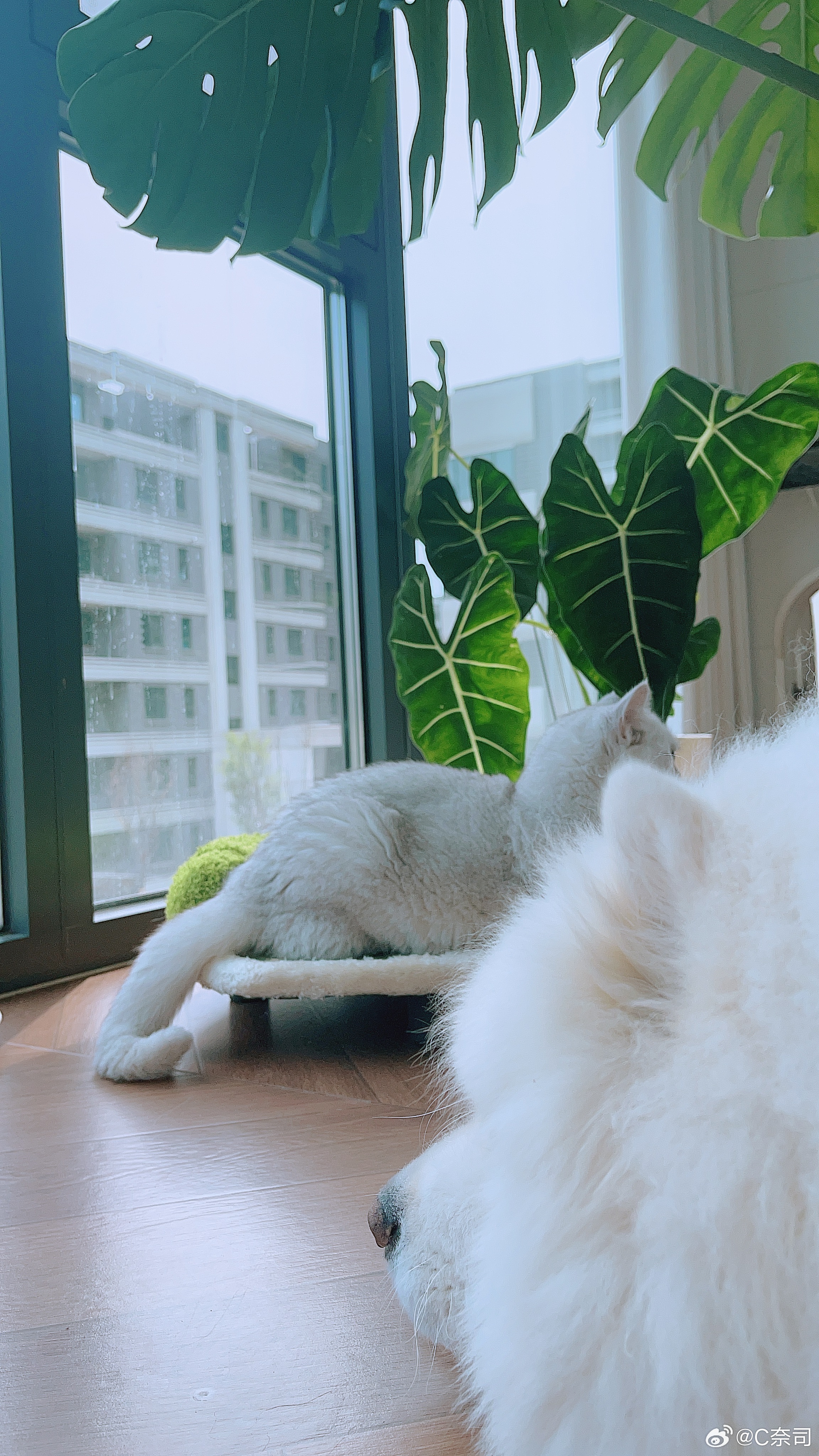 新窝太可爱了 