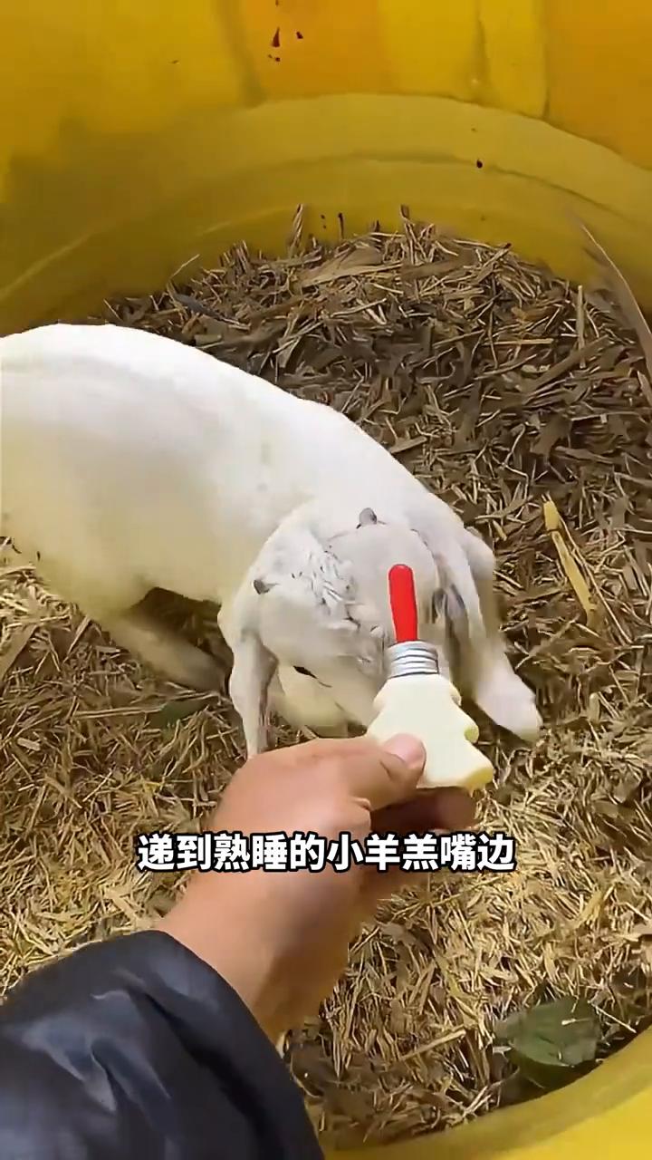 人工喂小羊羔。
大家看，这是一只被母羊抛弃的小羊羔。农场主把调配好的温热代羊奶递