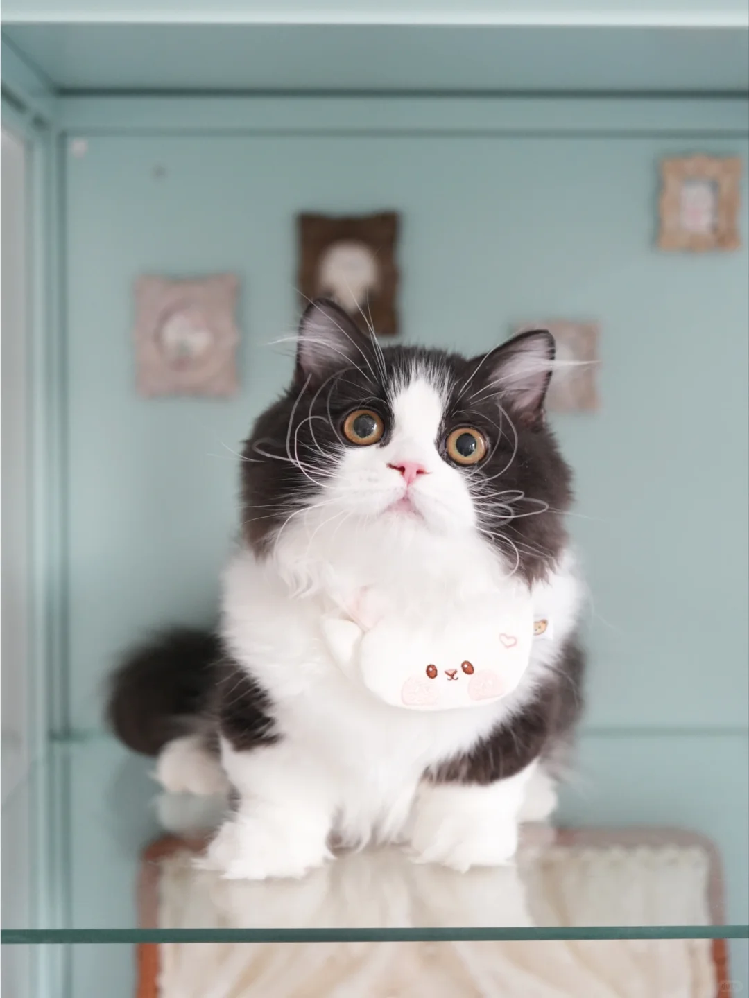 硬控你来看我的宝宝 黑白米努特矮脚猫