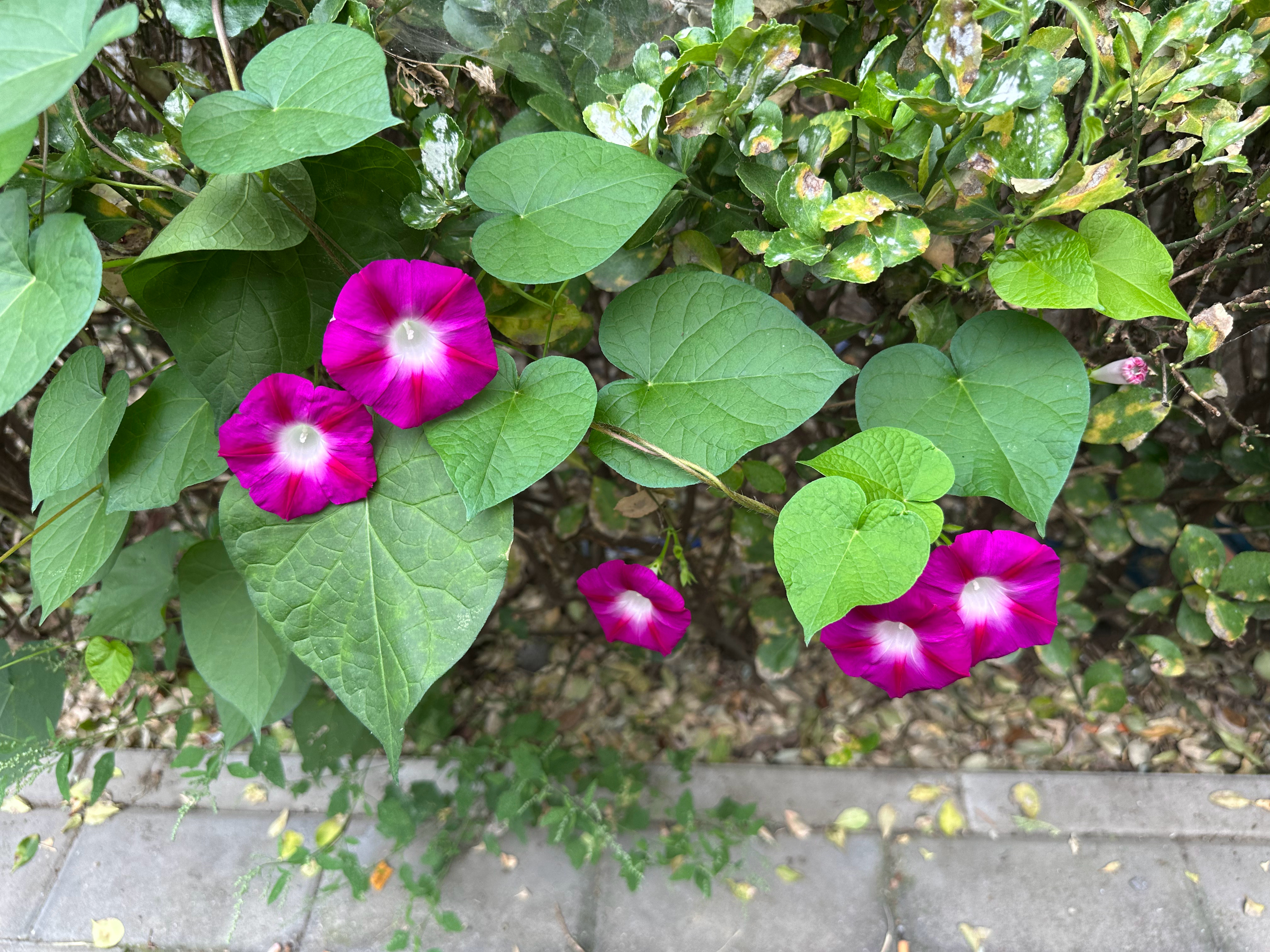 每日一善 阳光信用善良是一种修养，善待他人就是善待自己，要想得到别人的爱，首先要