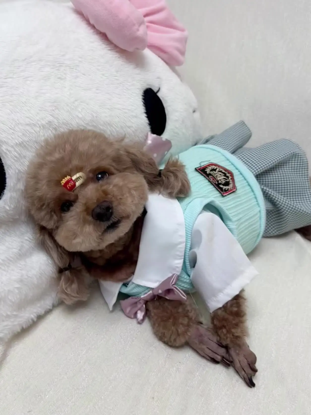 🐶👔🐾小狗的ootd第1⃣️弹