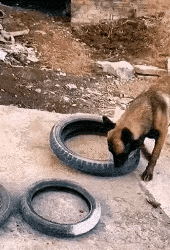 简直不敢相信，狗也会比较复杂的思考。它上辈子一定是人，不知道造了什么孽，这辈子成