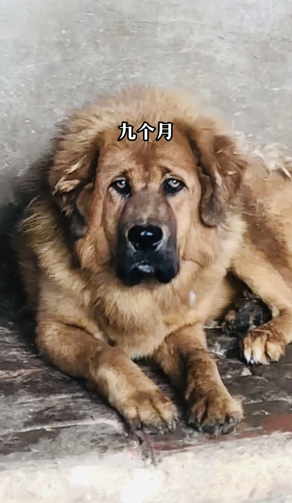 九个月母獒，龙女。