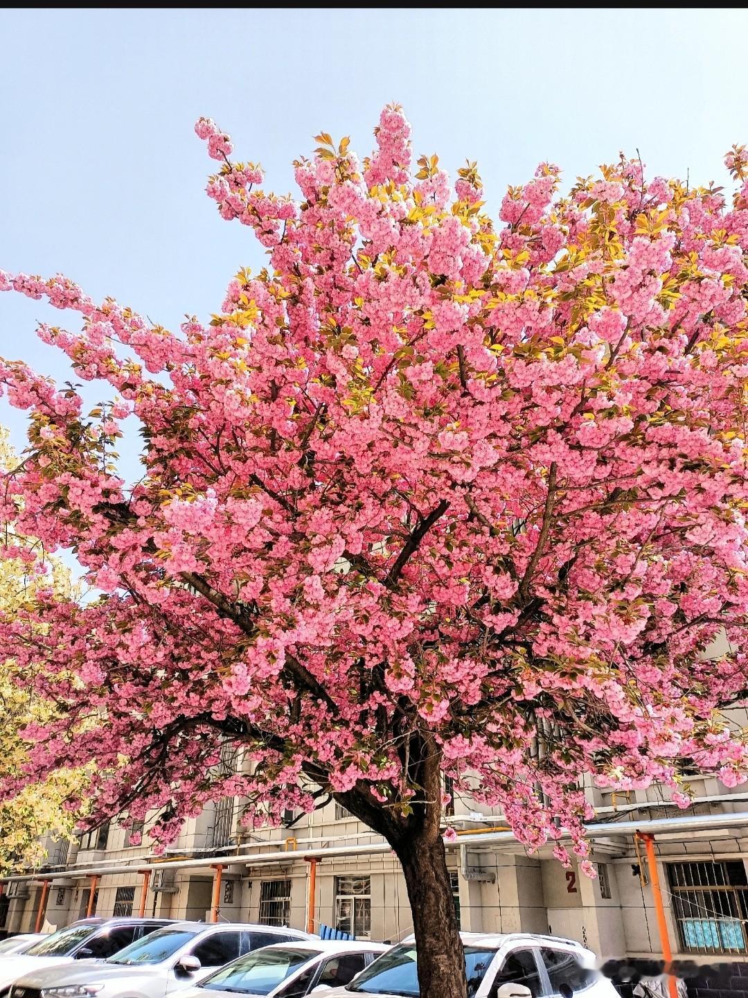 庆阳人普通住小区里的风光，看看这风景，在你们那里，这算什么档次的小区？