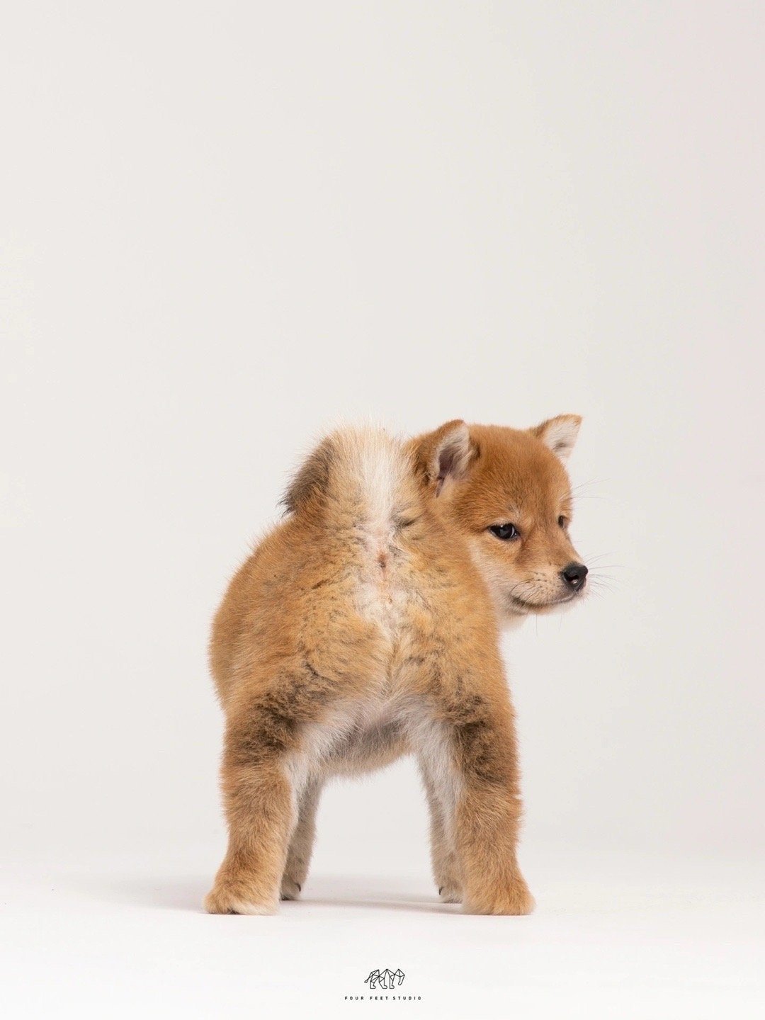 小柴犬写真[哇]  