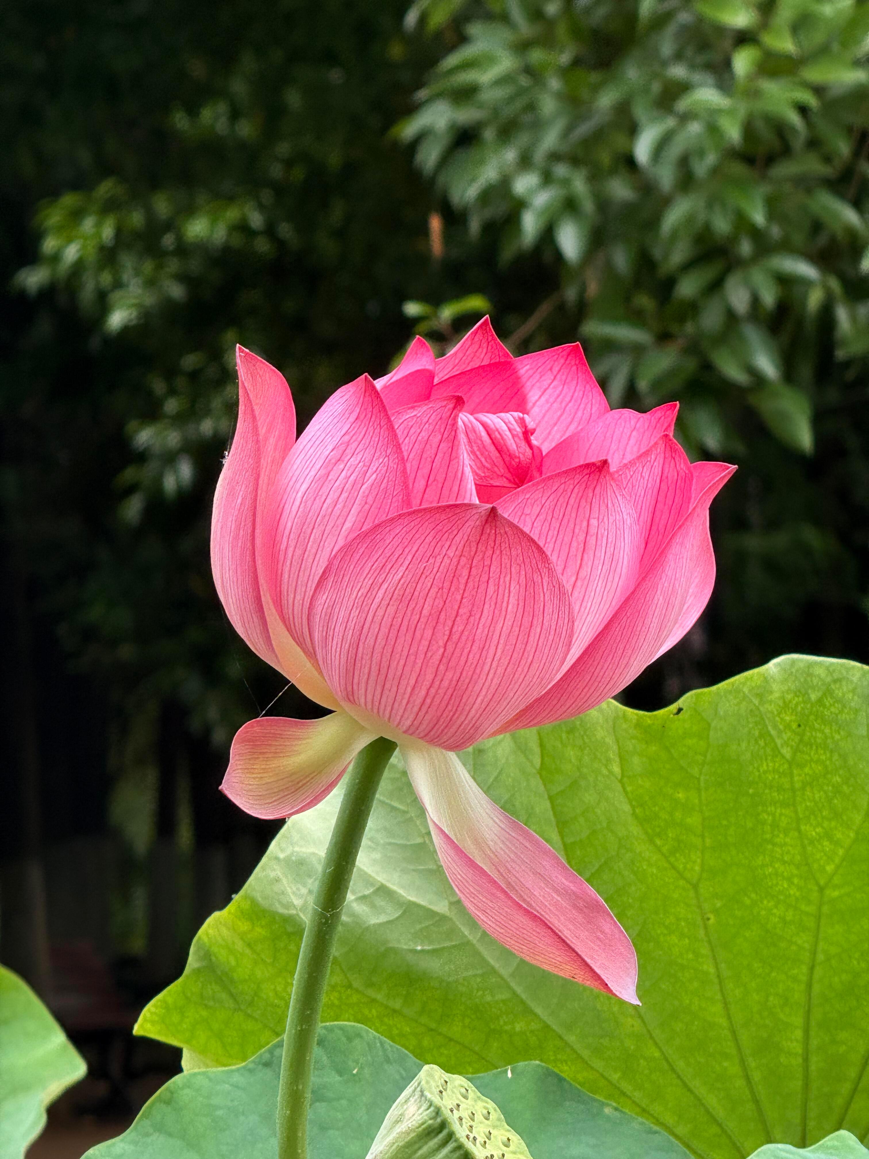 夏日炎炎,好运“莲莲”。 
