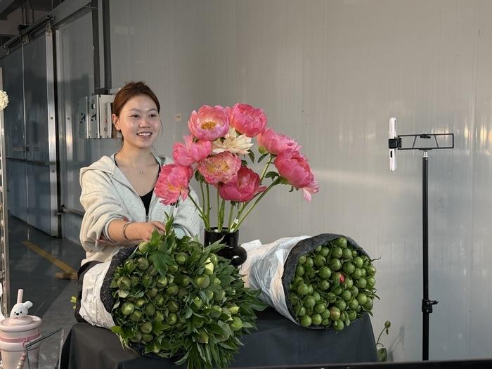 包揽全国六成份额！打通出海绿道，菏泽芍药鲜切花有望实现“原产地直飞”！4月的菏泽