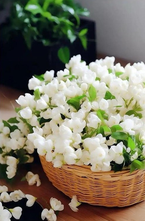 小歌词：茉莉香/茉莉心事/茉莉 BY 阿梅我坐在这里看流光飞舞 墙角的茉莉在悄悄