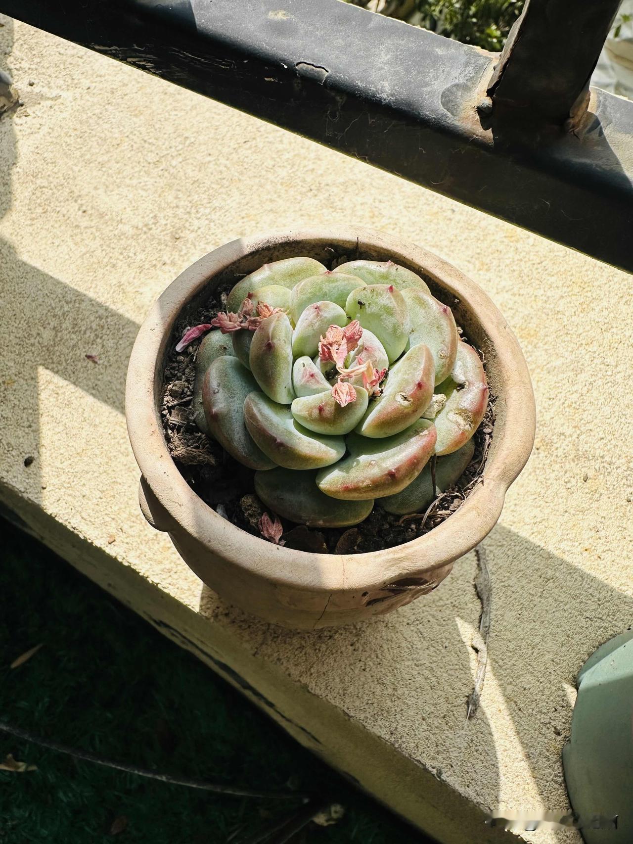 早上睁开眼端着一杯茶水下楼开始扫院子，拔草，种香菜。
锅里煮着海参，老爷们一早就