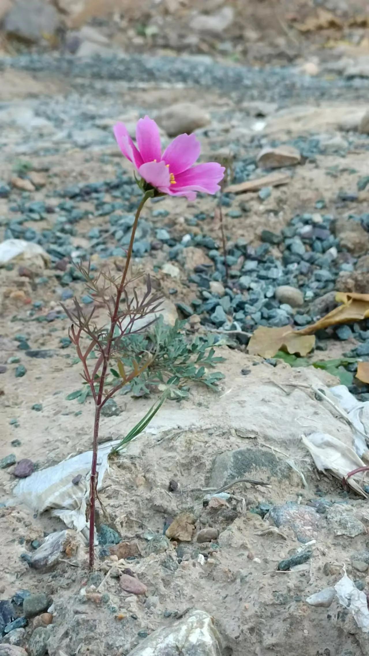 冬日随手拍有的时候人不如这珠花🌸