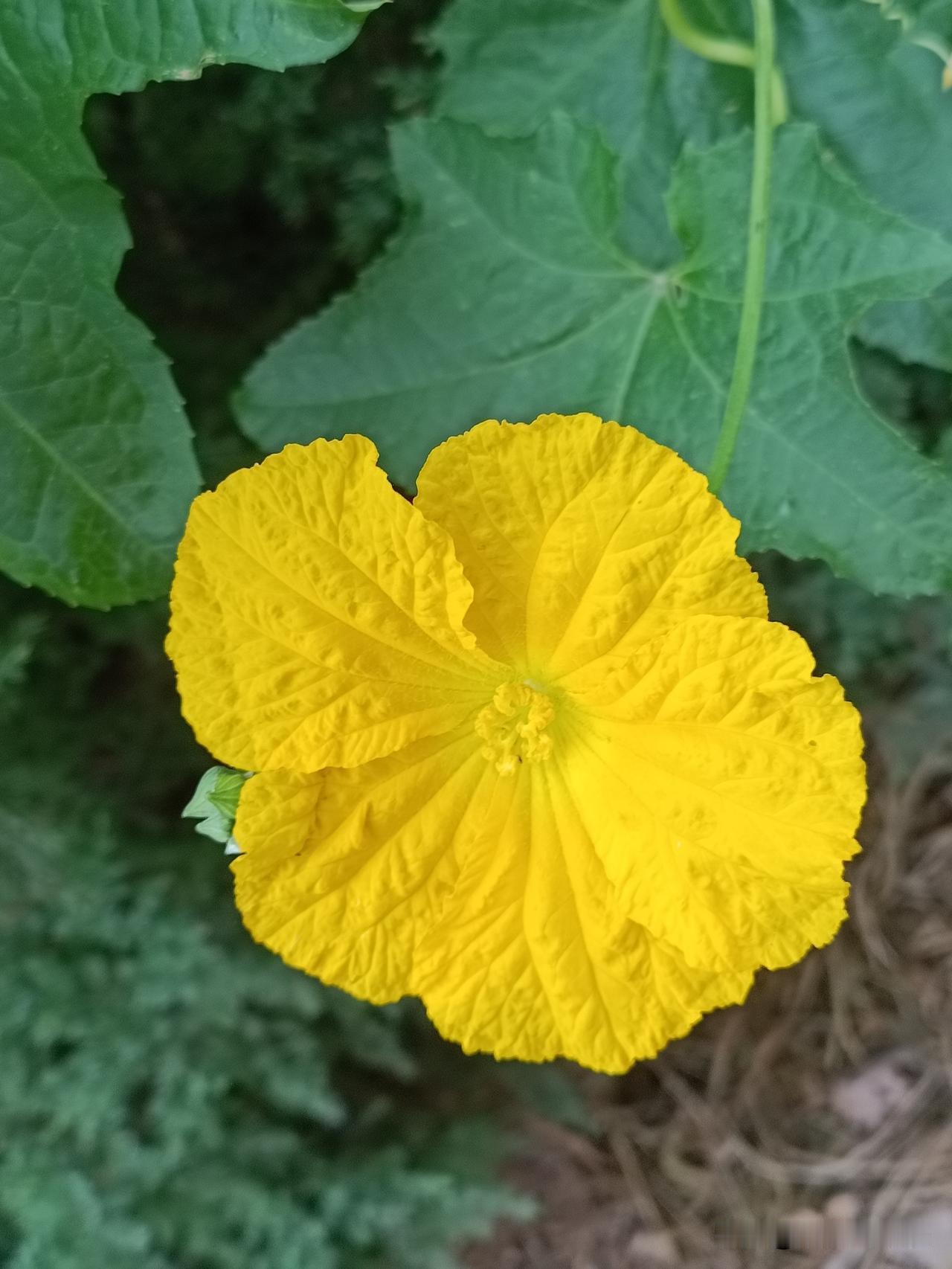 田间地头、明媚鲜亮的丝瓜花
※丝瓜花，葫芦科丝瓜属一年生攀援草本花卉。花期：夏季