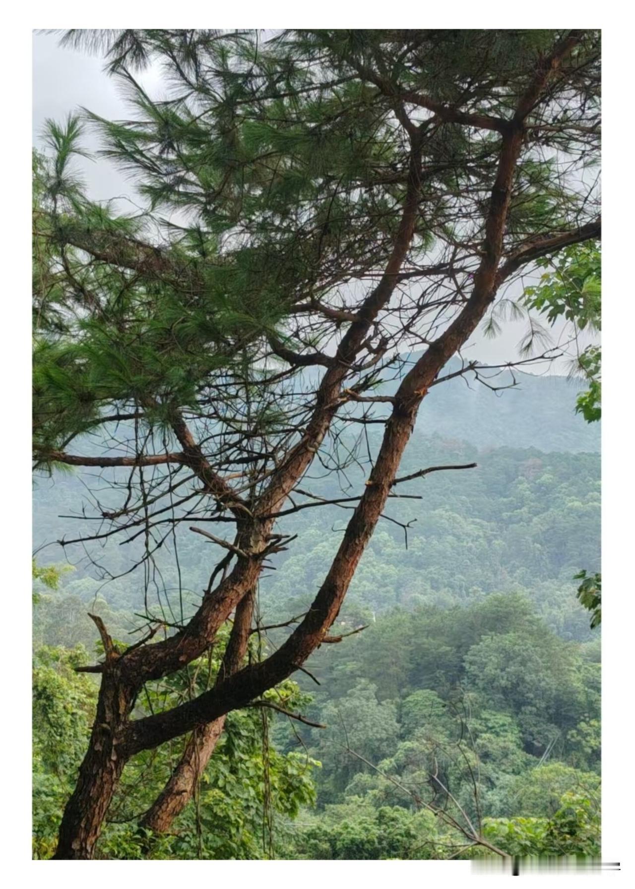 这个歪脖子树，就在山路旁，看着还可以就拍了。