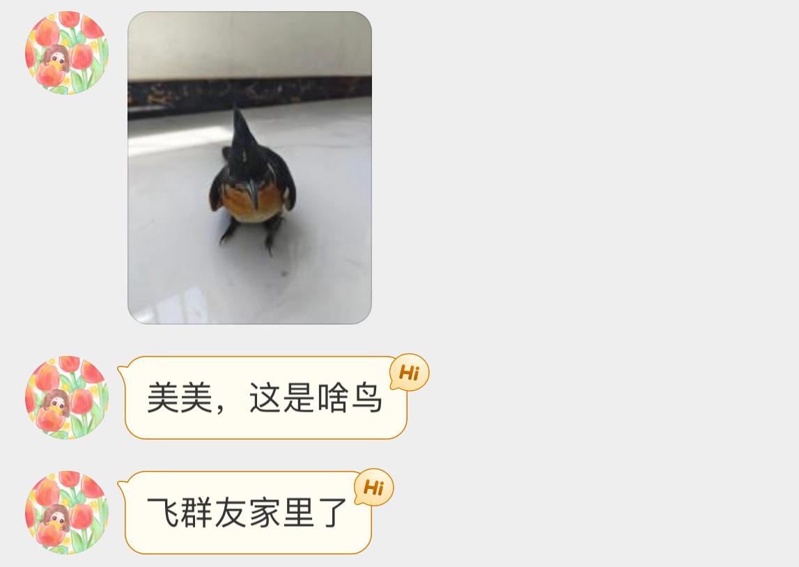 #鸟粉投稿# 飞屋里的【红翅凤头鹃】正面好呆哈哈哈 ​​​