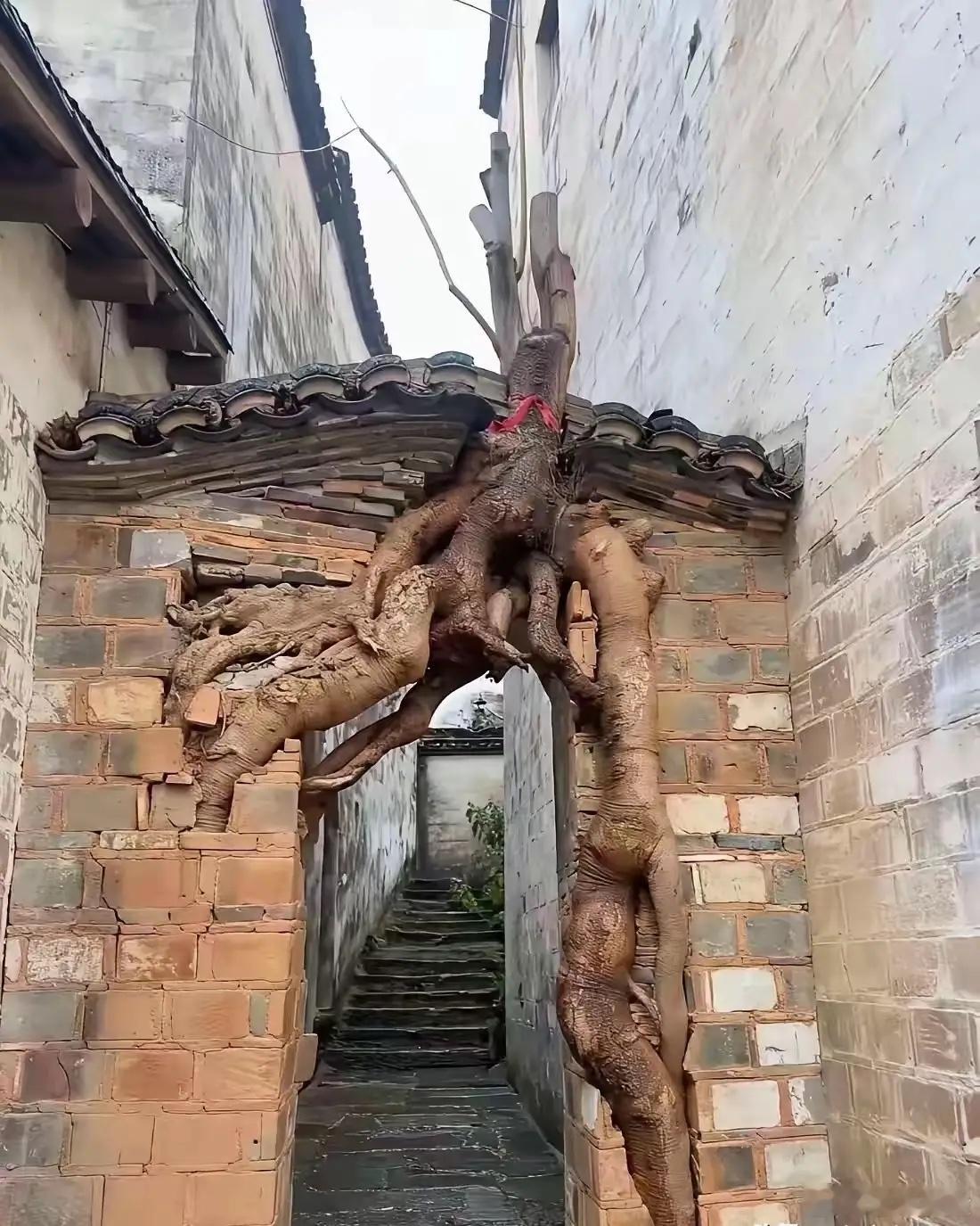 看得出来，主人是个非常善良的人