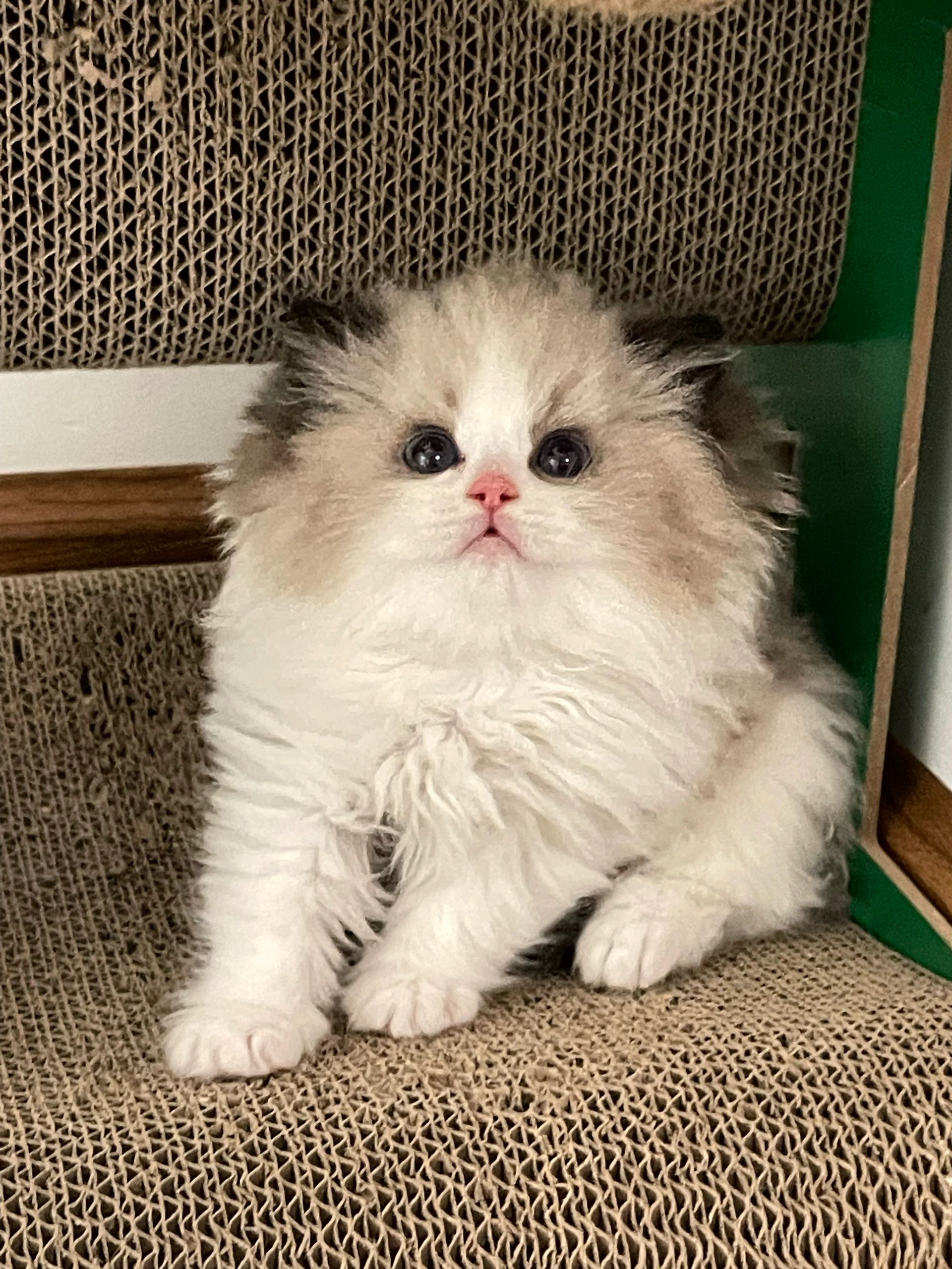 我宣布，这是我见过最像玩偶的小猫！