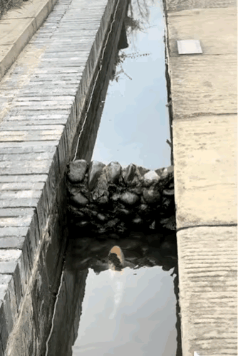 在四川一景区，
一条鲤鱼多次尝试跃龙门均以失败告终，就在它似乎筋疲力尽时，
一只