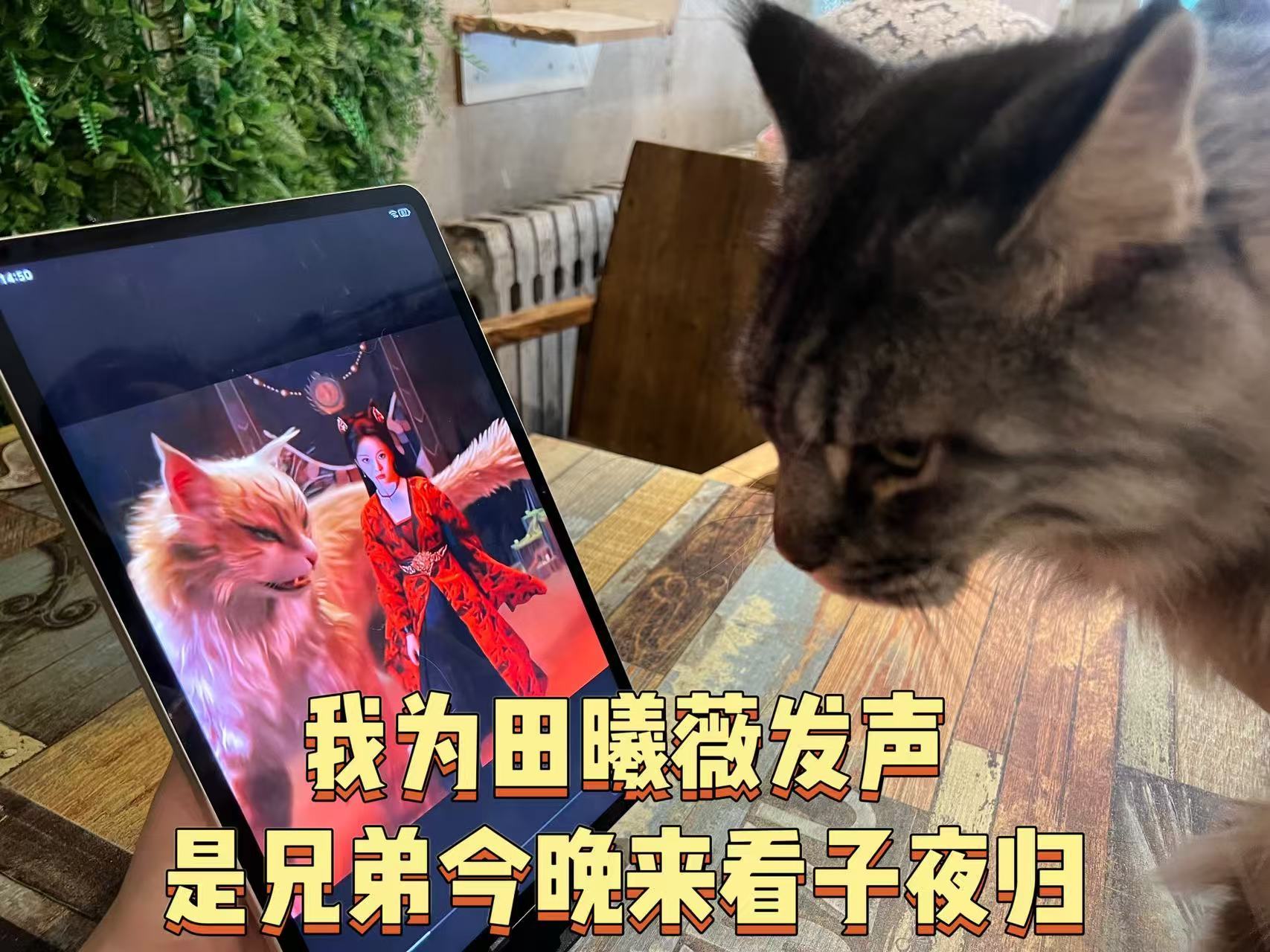 有人为田曦薇发声吗 别怜爱，是兄弟，就来看子夜归！今晚有高燃名场面哦，我们武祯又