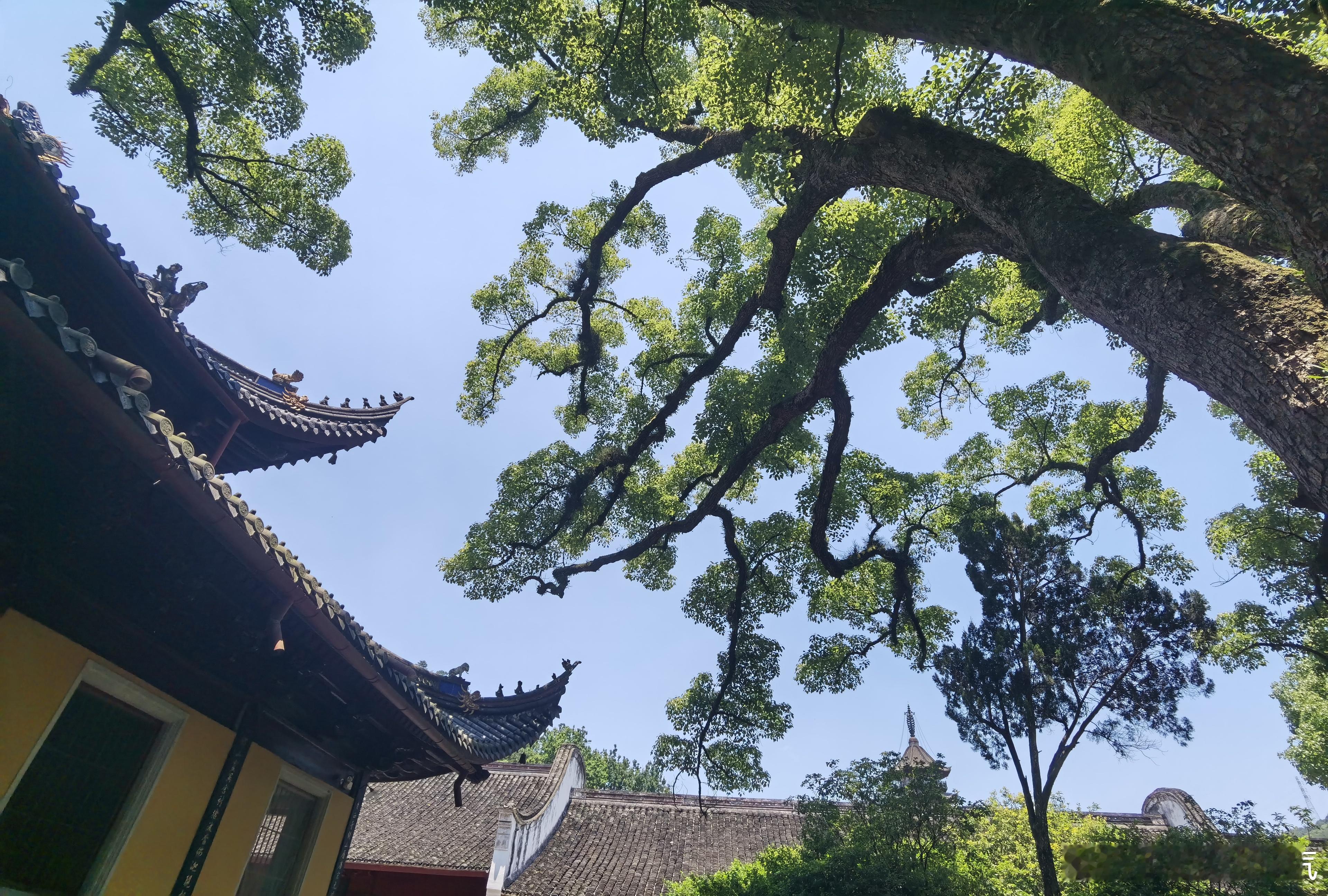 寺庙的百年银杏树好大好大啊 ​​​