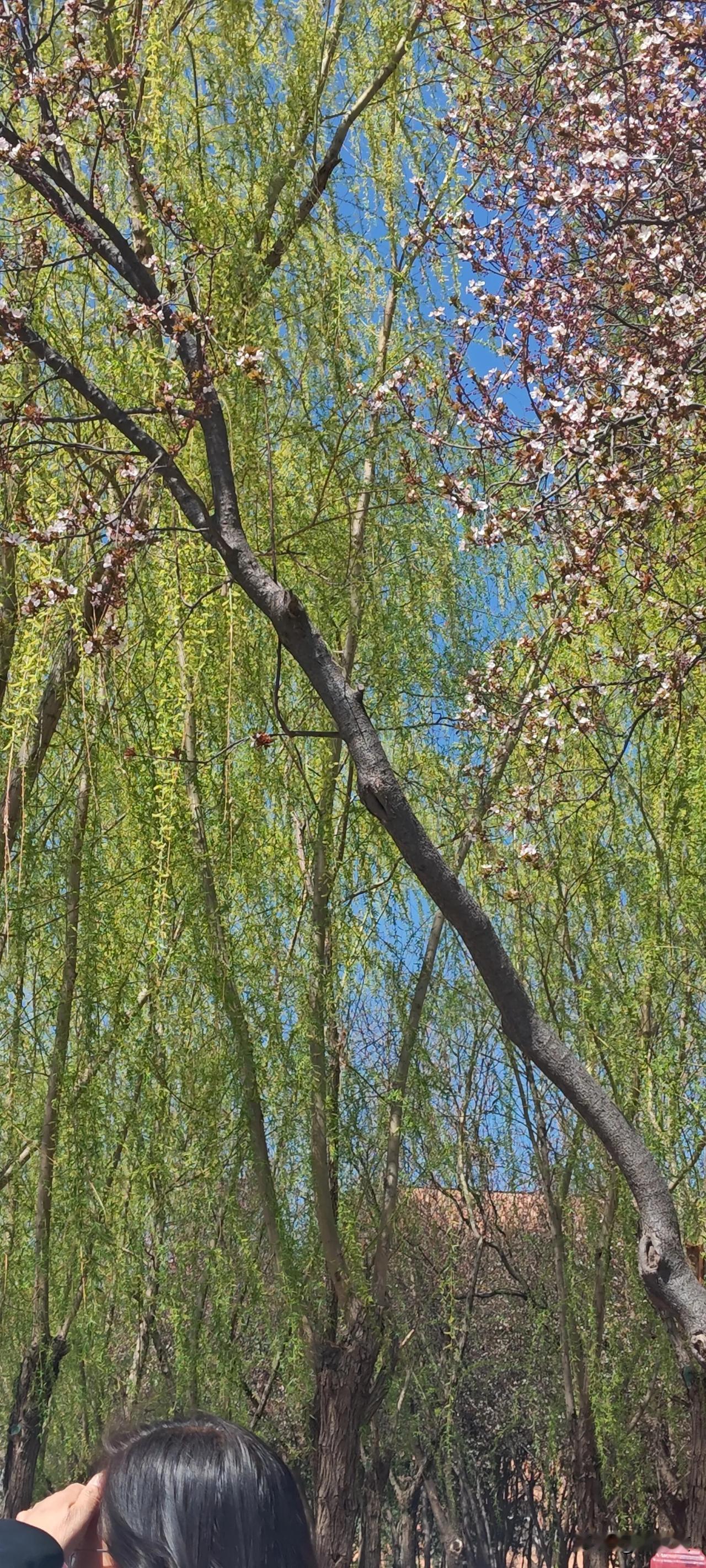 小时候崇拜父亲，
慢慢开始质疑父亲，
上学的时候讨厌父亲，
下学了开始怨恨父亲，