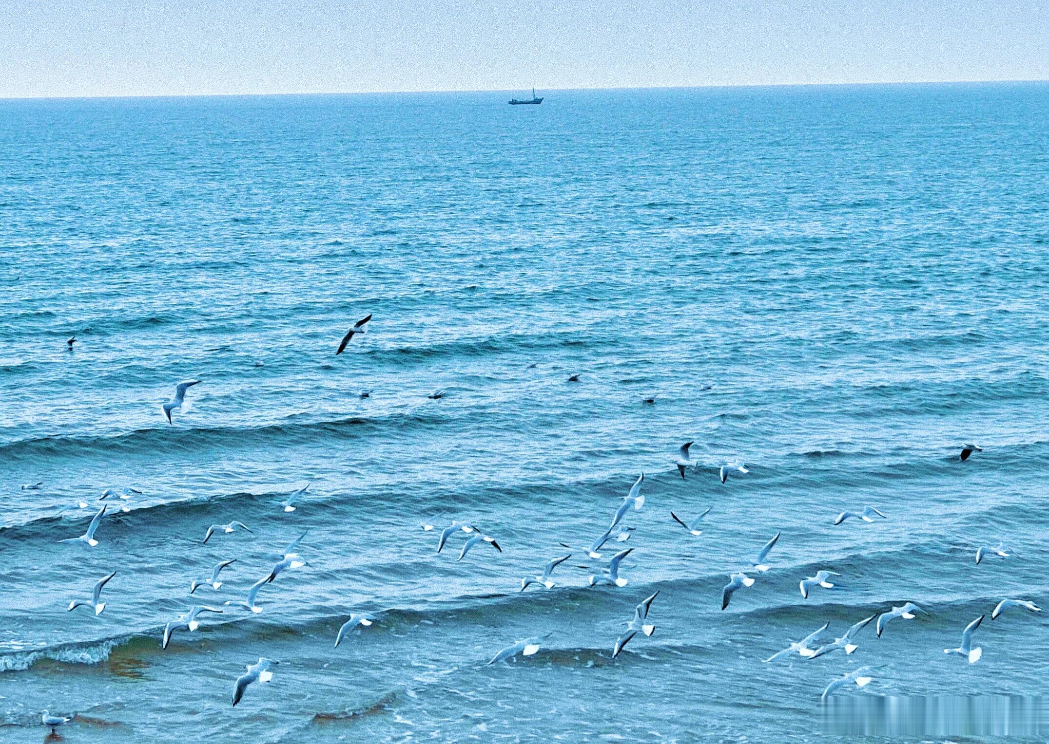 🌊2026巡海日记之渤海💛今夕胜旧年。🎧刘家昌 版《海鸥》 记录生活[超话