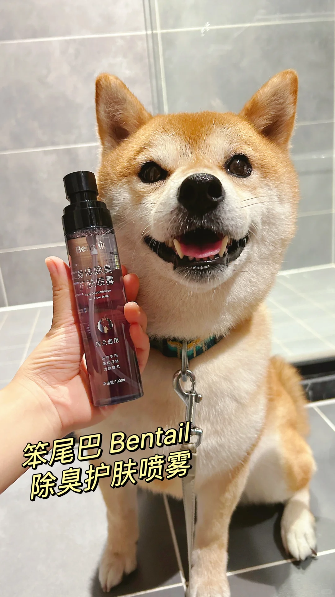 秒变香香狗