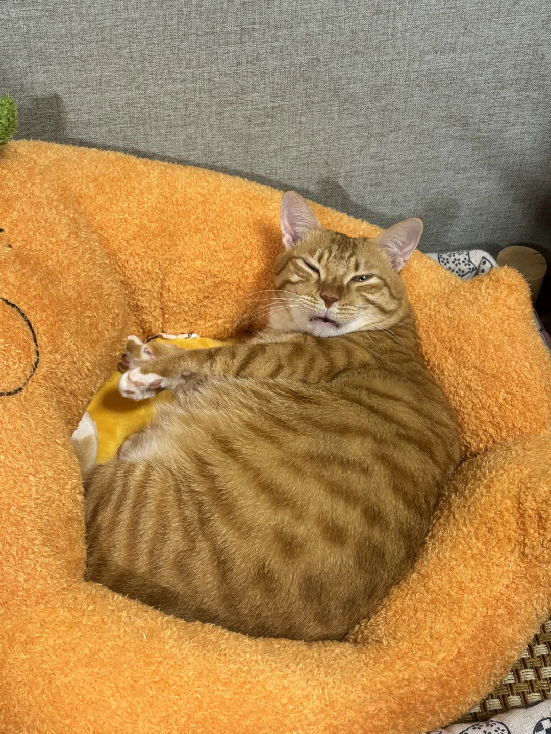 猪醒了