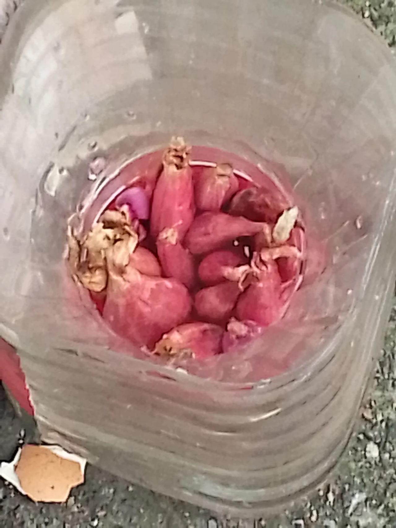 天天闲着无聊，网上买了半斤红头葱，也没有地，有几个矿泉水瓶，剪开，放上葱头，下面