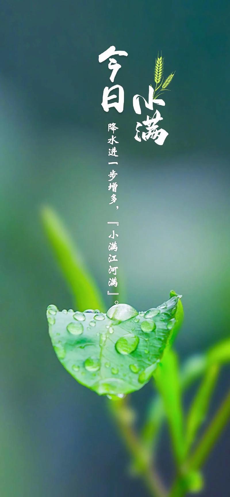 #小满节气手机壁纸#
二十四节气之一的小满节气遇到网络情人节的520情人节，也是