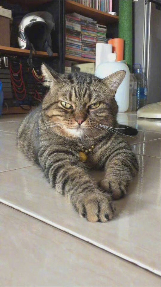 想看大狸花猫！！谁家有！！[打call]
