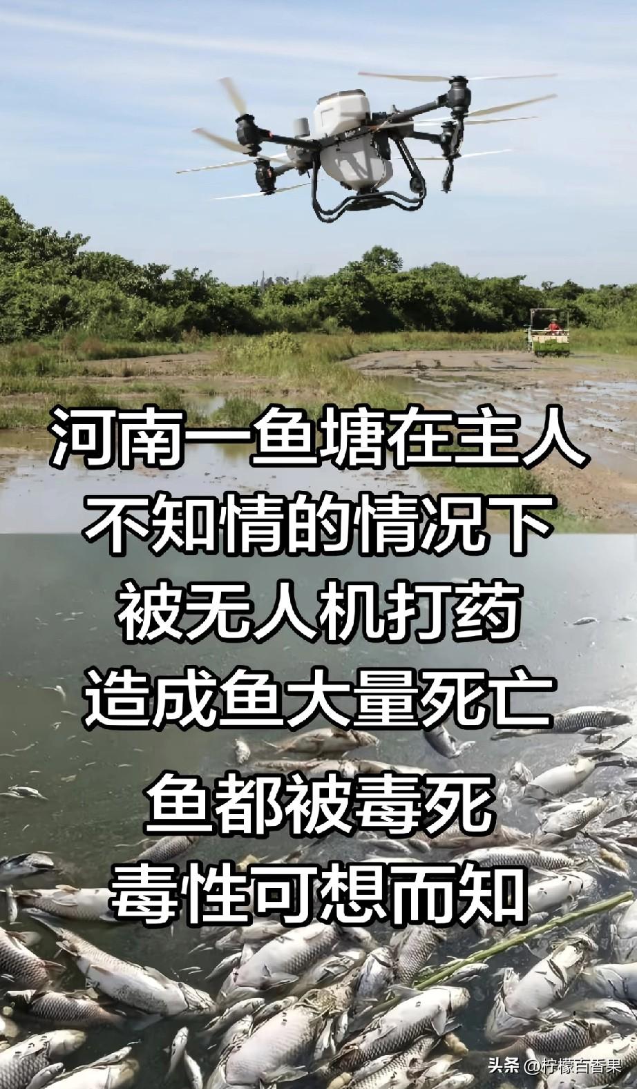 好好的鱼塘，在主人完全不知情的情况下，被村里派来的无人机连着两次往里面喷药，一塘