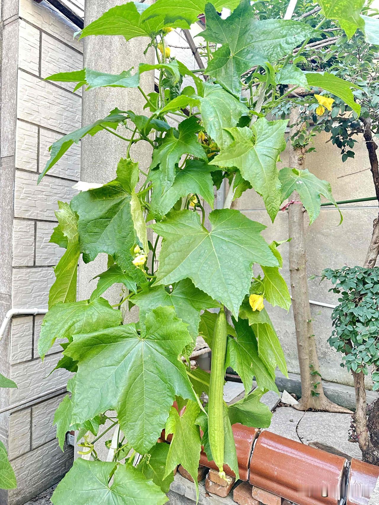 新鲜丝瓜，健康生活，从这里开始！🥒🌱