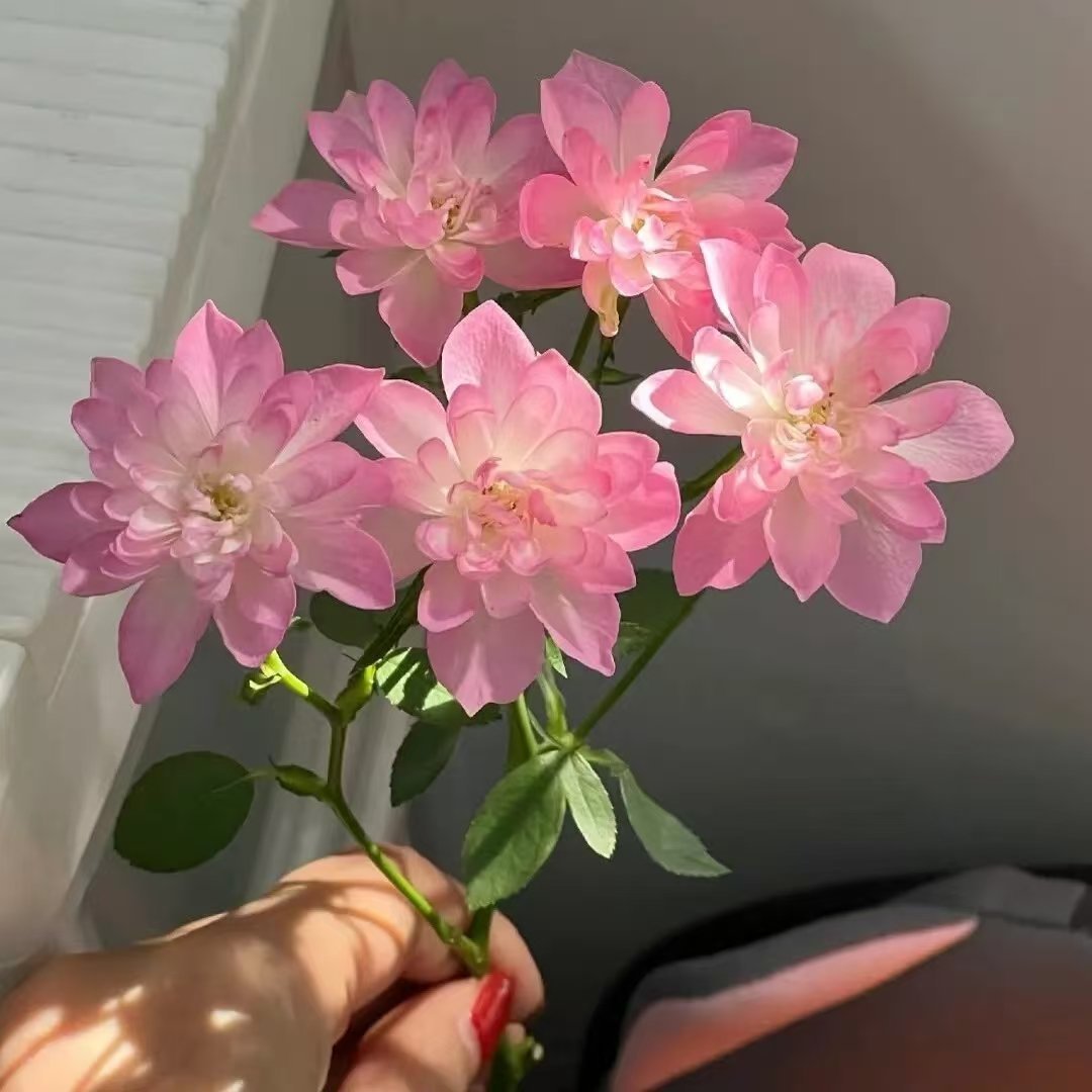 请相信:在暗处执着生长终有一日馥郁传香。 
