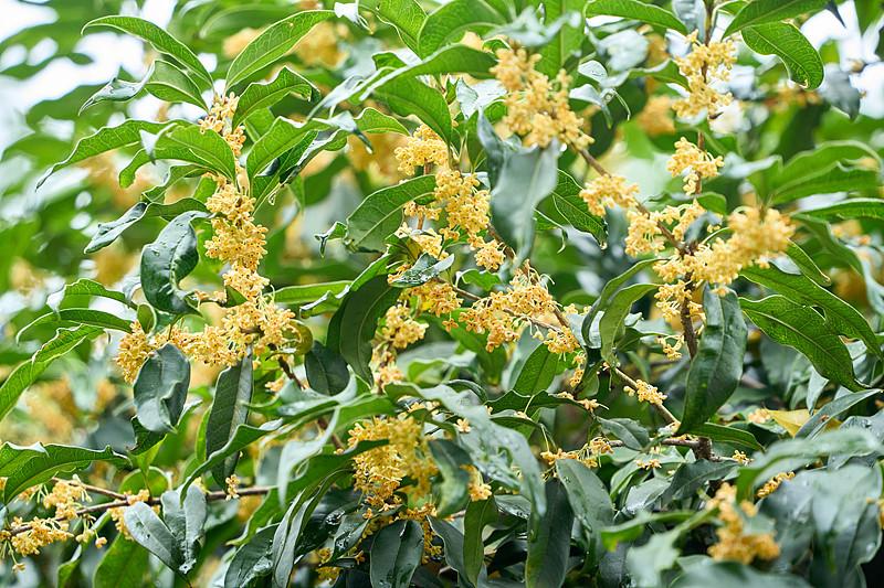 桂花（现代诗）

风从巷子那头过来，带着一点甜，
不声不响，就把秋天说清楚了。