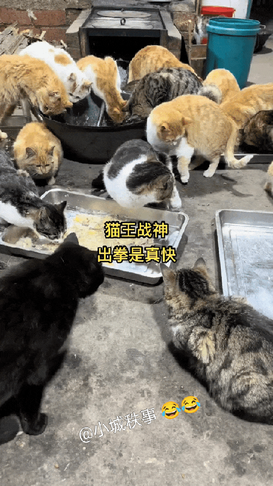 你们就不能联手把它给做了吗[大笑][大笑][大笑][大笑]