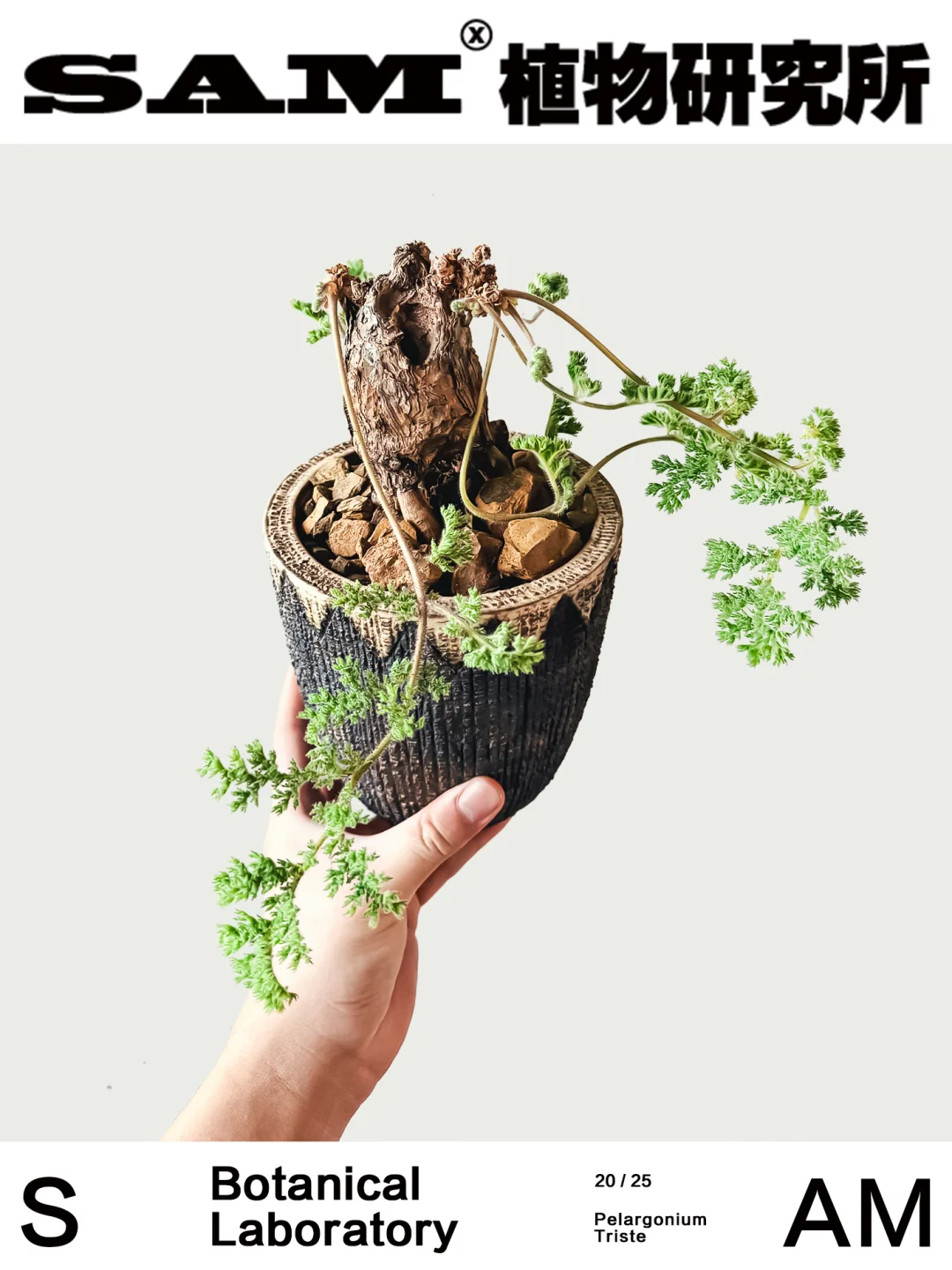 枯木洋葵｜Pelargonium Triste